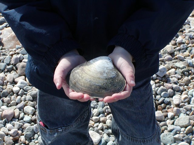 Duxbury Beach, IV