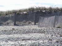 Duxbury Beach, V