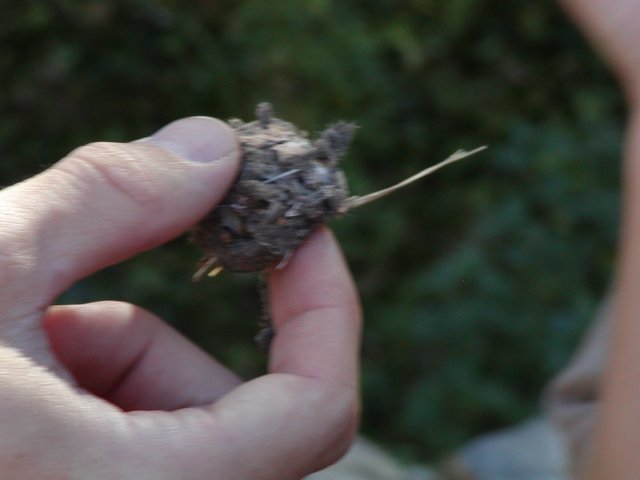 Owl Pellet