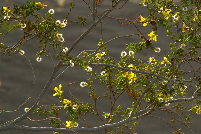 Creosote bush flowers, Mesquite Dunes