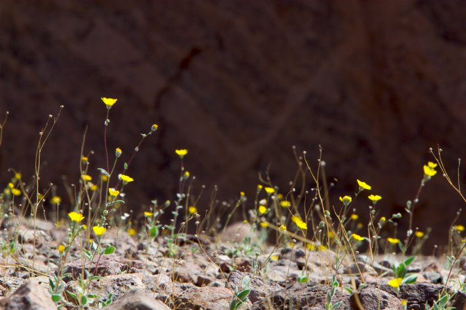 Desertgold flowers, entrance to Natural Bridge Canyon, I