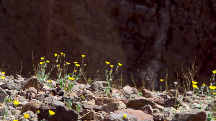 Desertgold flowers, entrance to Natural Bridge Canyon, II