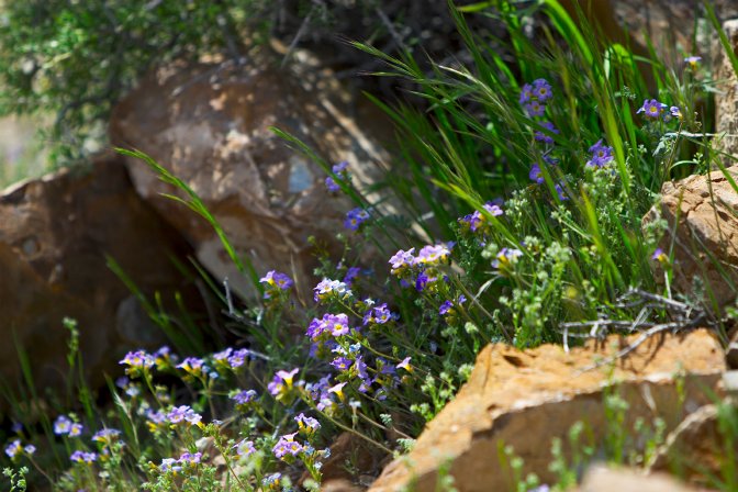 Little purple flowers at Eureka Mine