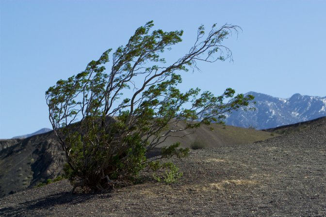 Windblown creosote bush, Ubehebe Crater