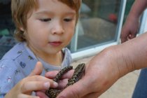 Nico investigating a lizard