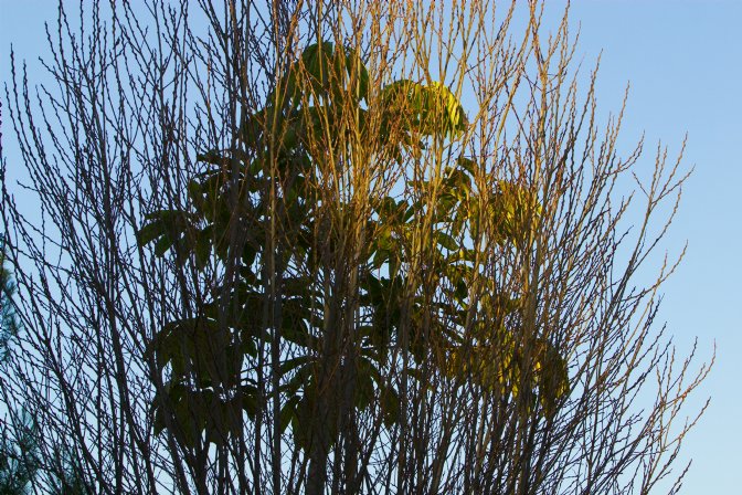 The tree behind the tree