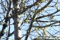 Sky Through Branches