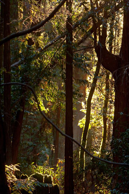 Redwood Grove, IV