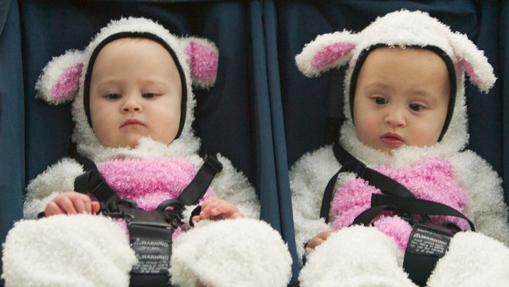 Twin Lambs