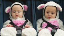 Twin Lambs
