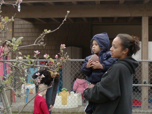 Investigating the apple tree