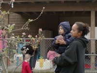 Investigating the apple tree