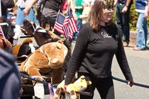 Carriage Drawn Horses