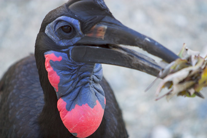 Ground Hornbill