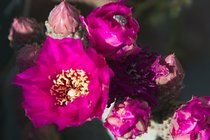 Beavertail Cactus