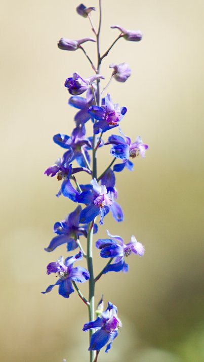 Desert Larkspur