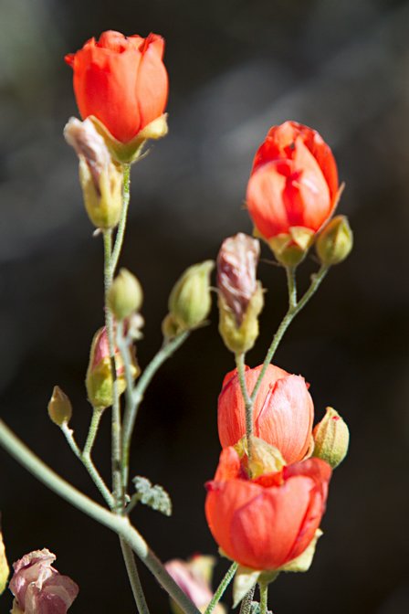Globemallow