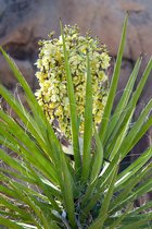 Yucca