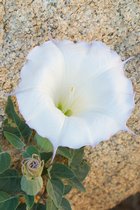 Big White Flower