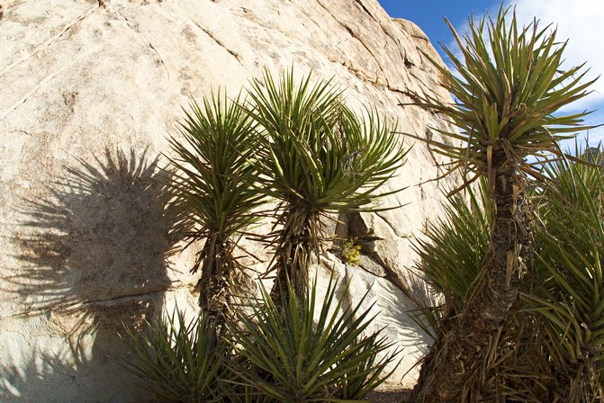 Yucca Shadows