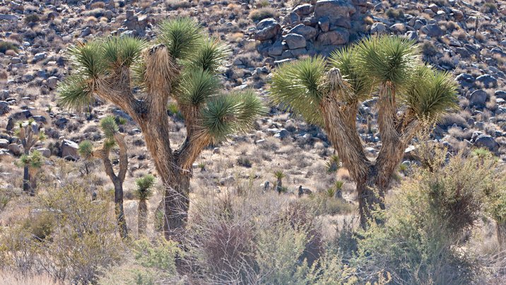 Joshua Trees, I