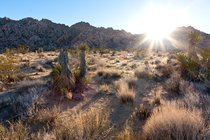 Late Afternoon Sun, I