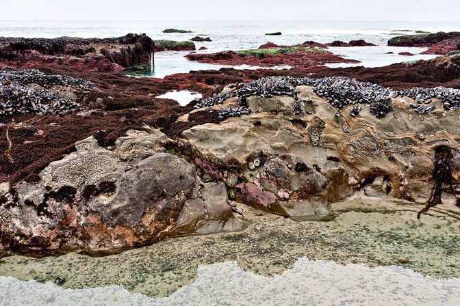 Tide Pools, I