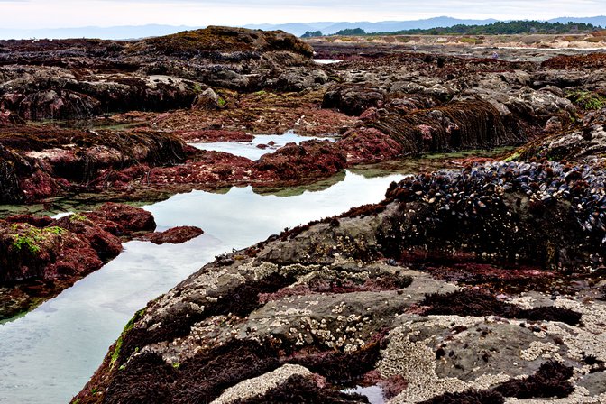 Tide Pools, II