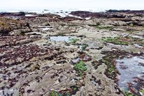 Tide Pools, IV