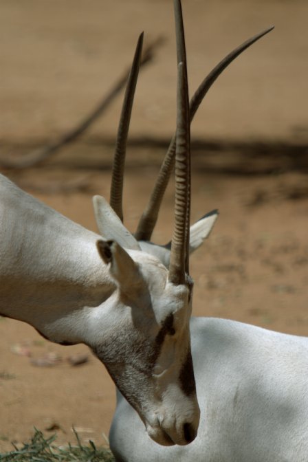 Arabian Oryx