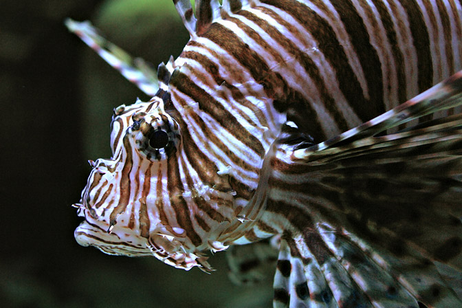 Lionfish