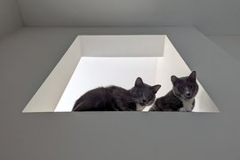 Lintel cats