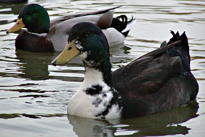 One and a Half Mallards
