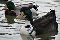 One and a Half Mallards