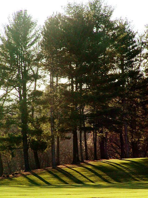 Striped tree shadows