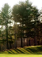 Striped tree shadows