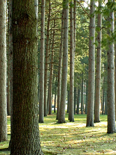Woods behind Smith House