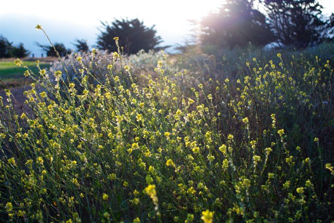 Soccer Field Mustard