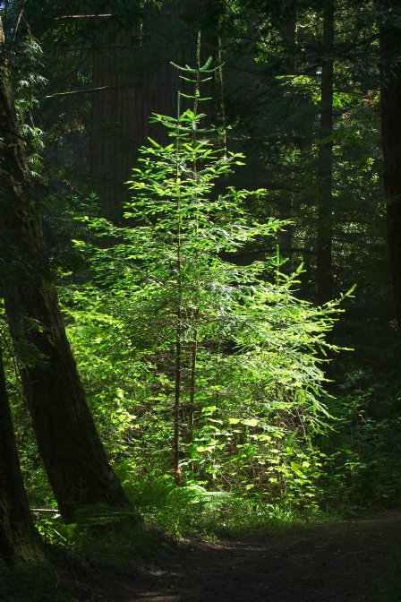 Young grand fir