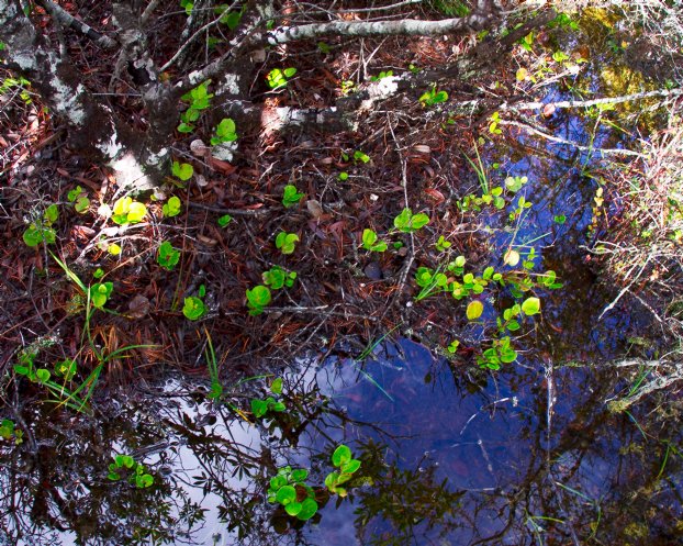Rhododendron sprouts