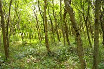 Zuid Kennemerland, I