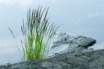 Eagle Lake shore detail