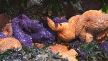 Purple and orange sea stars