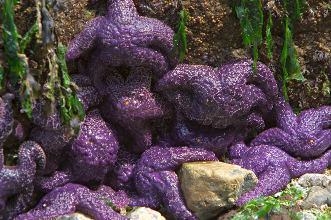 Purple sea stars