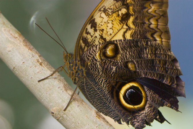 Butterfly exhibit at the Pacific Science Center