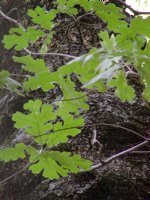Oak leaves