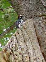 Woodpecker