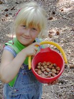 Bucket full of acorns