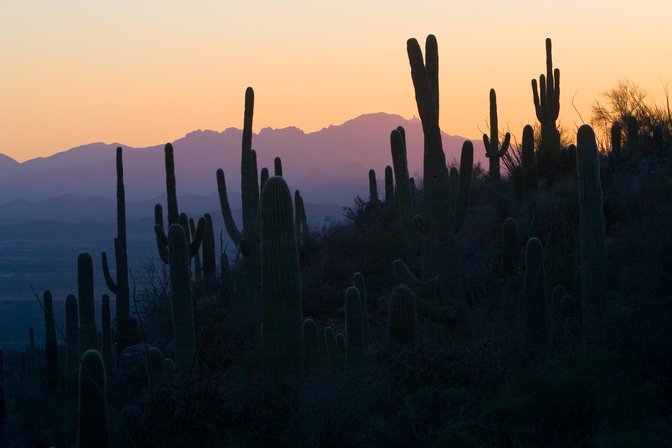 Saguaro Sunset