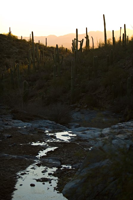 Water In The Desert